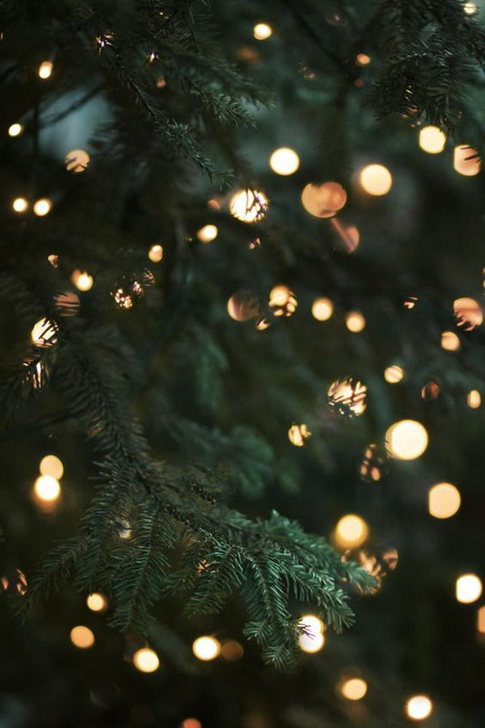 5 x Kerstgroen dat je hond beter níet eet