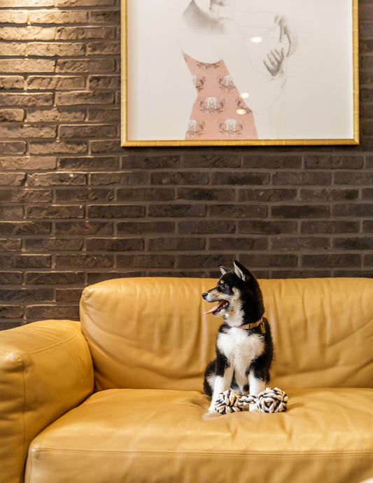 Dierendag TIP: de Puppy Brunch bij Celia