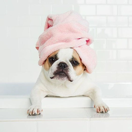 Tips om jouw hond in bad te doen