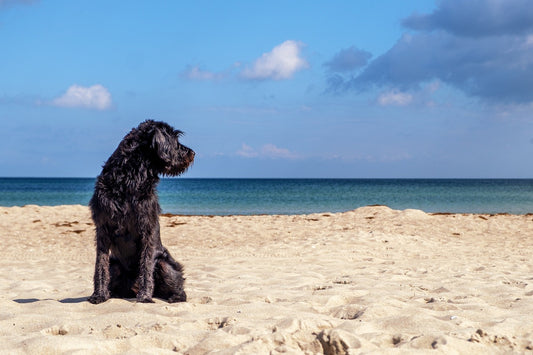 5 x Leukste hondenstranden van Nederland