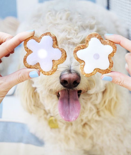 3 tips voor zelfgemaakte hondensnacks
