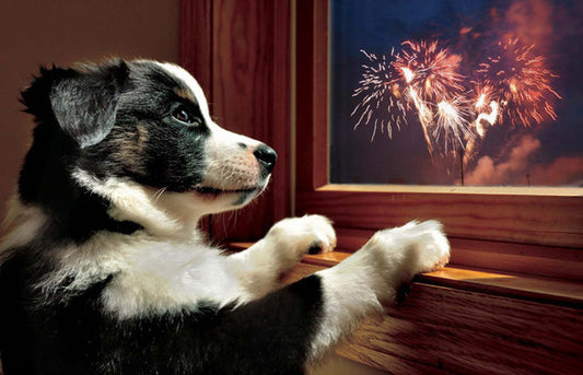4 tips om Oud & Nieuw door te komen met jouw hond