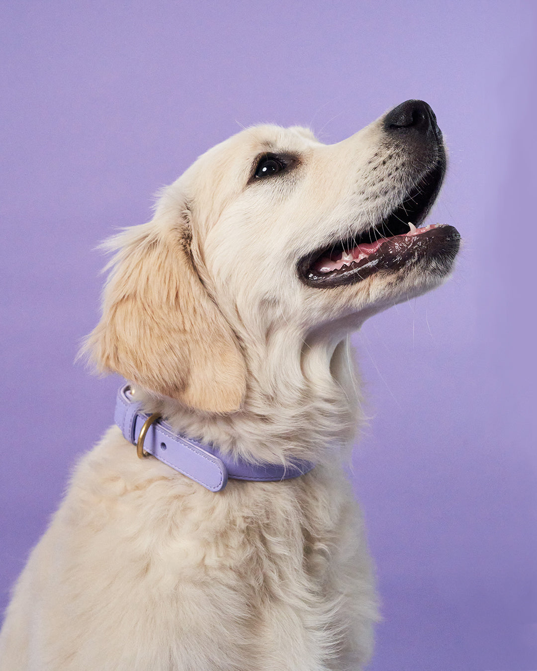 Lila hondenhalsband | Lavender