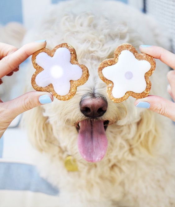 3 tips voor zelfgemaakte hondensnacks
