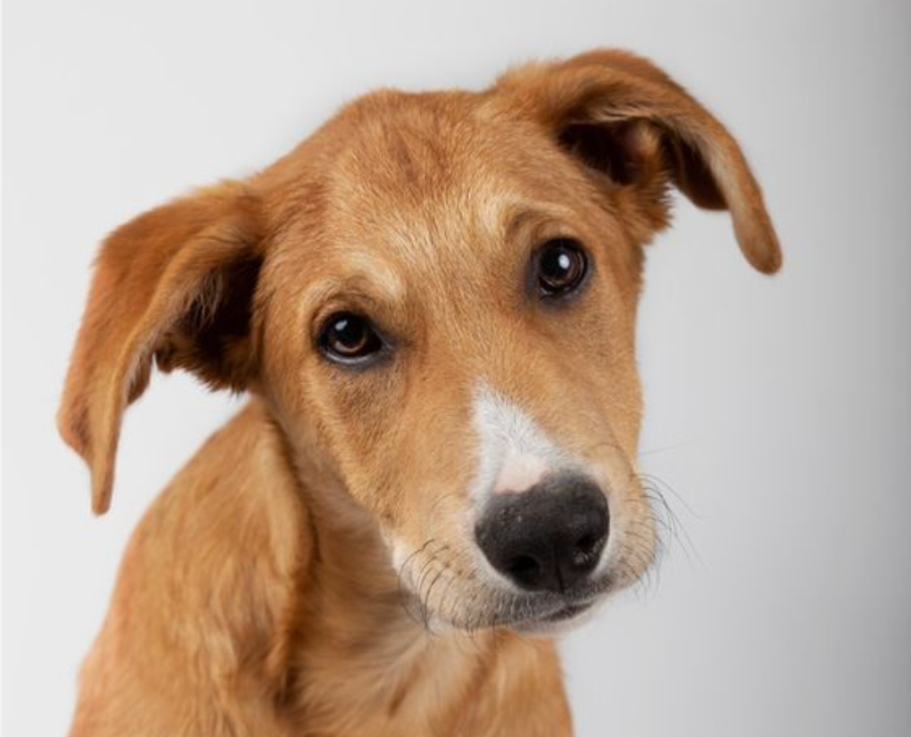 Adopt, don't shop! Dit zijn de redenen waarom