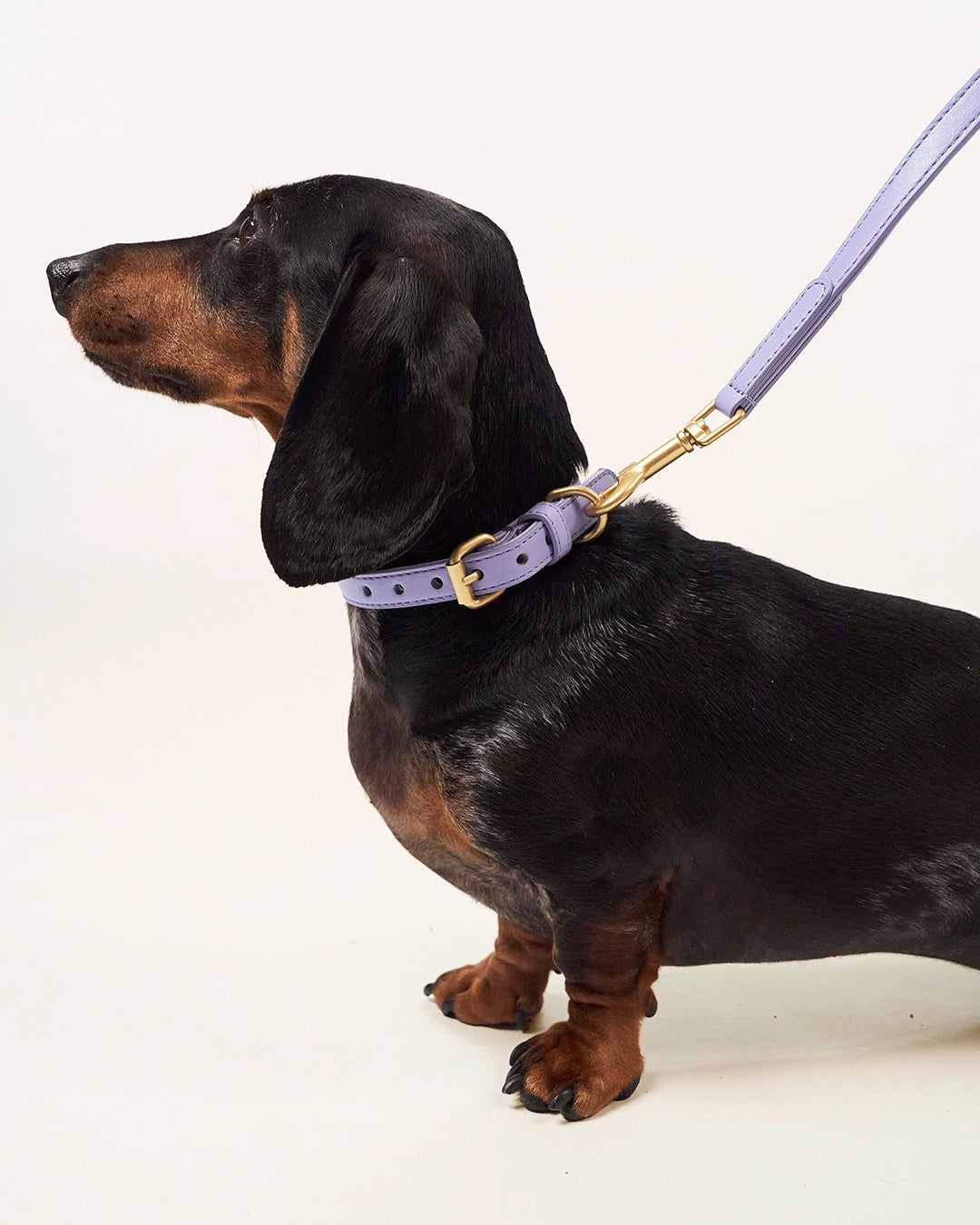 Lila hondenhalsband | Lavender